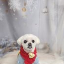 땡굴땡굴 이미지