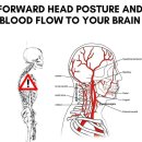 머리가 앞으로 나오면 경동맥이 약해진다 이미지
