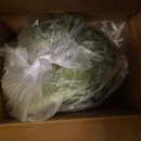 성자농장 | 농라[진안다랭이농장] 절임 천수무+알타리 10kg 이벤트