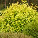 국수나무 이미지