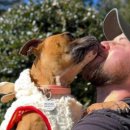 아름다운 개 이미지