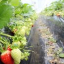 행복한농장 이미지