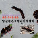 붉은 가시를 품은 암끝검은표범나비애벌레 Striking Indian Fritillary Caterpillar 이미지