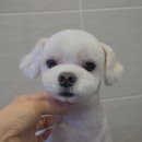 콩이 애견샵 이미지