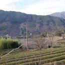 섬진강 찔레꽃 언덕 이미지