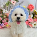 멍구르르 이미지