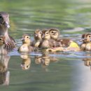 원앙공원 이미지