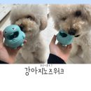 까르치아 | 강아지노즈워크 덴티멀 덴탈몬스터와 트릿으로 구강관리까지!