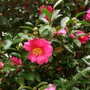 위미중앙로 이미지