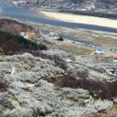 梅花매화 滿發만발한 白雲山백운산1.216.6m으로 갑니다. 이미지