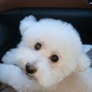 조선생 펫살롱 | 목동 비숑,푸들 미용실 추천 / 목동 애견 미용실 ‘땡큐펫살롱’ 후기