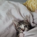 똥꼬발랄 이미지