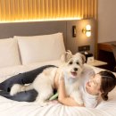 스테이펫_호텔 이미지