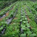 초두농장 이미지