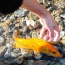 황쏘가리 이미지