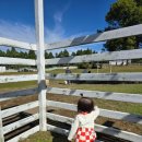 미숙목장 이미지