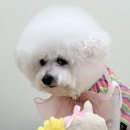봄이까까 이미지