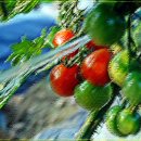 와인그라스호프 이미지