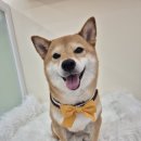 주주살롱 네이버블로그