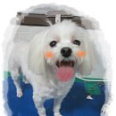 동물병원루니 이미지