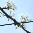 과수원 피스 | 과수원 필수템:: (주)피스 닻밴드