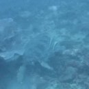 도그 에이스 | 25년 10월 아닐라오 보호텔 다린이 펀다이빙 4일차 후기