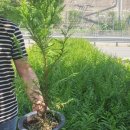 상록자이언트 이미지