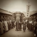 순천장 | 조선시대 코끼리 유배 사건 실록에 기록된 충격적인 재판