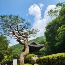 제370차(2025.09.13.) 경북 문경 조령산 이미지