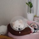 24시 동탄윌 동물의료센터 이미지