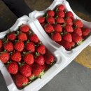 각화동농산물도매시장(채소경매장) | 각화동 농산물 도매시장 딸기 구매 후기: 가격부터 맛까지 솔직 리뷰