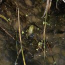 금개구리 현장설명회 현장사진(2011.6.28) 이미지