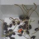 홍연농장 이미지