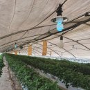 시이리 씨앤에스 | 자외선램프(UV-B) 활용한 딸기 흰가루병과 응애, 예방적 방제효과 - 파나소닉