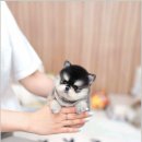 유앤미펫강아지분양고양이분양 - 시흥시 서울대학로278번길 61 | 유앤미펫강아지분양고양이분양