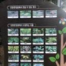 [산양큰엉곶] 제주도 9월 여행 서쪽 한경면 곶자왈이 있는 걷기 좋은 트레킹 코스 추천 숲 체험, 기찻길...