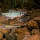 피라미다 이미지