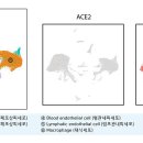 코로나-19바이러스는 어떻게 폐렵을 유발하나 이미지