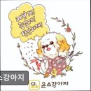 윤스강아지 | (성남, 애견미용, 추천!) 윤스강아지 성남 애견미용, 믿고 맡길 수 있어요