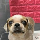 쭈 애견미용 이미지