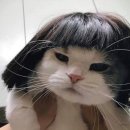 나만고양이없어 이미지