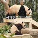 에버랜드 판다월드 평일 오픈런 후기 쌍둥바오 근무시간 안녕 푸바오