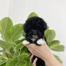 퍼피루미 이미지