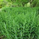 황정농장 이미지