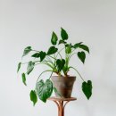 플랜테리어 홈가드닝 이미지