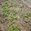 옥천장 | 주말농장기록-20250511~18 물주기&amp; 첫 수확으로 비빔밥해먹기