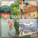 주만농장 | 용인 아이랑 딸기체험 겨울방학 가볼만한 곳 헤븐온어스