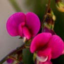 스위트피(sweetpea) 이미지