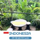 강매로 | 발리 우붓 커피 농장 추천 강매 없었던 Cantik Coffee Plantation 후기
