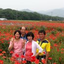 함양 상림공원 양귀비꽃 ^^ 이미지